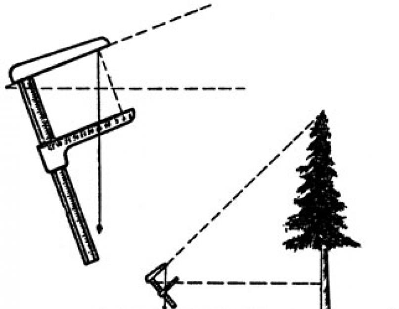 Измерение высоты дерева. Прикладная геодезия. Измеряем высоту карандашом, зеркалом или воздушным шариком Измерение высоты дерева