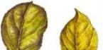 Болезни малины: фото и их лечение Почему у малины стали листья светлые