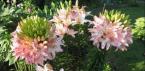 Белые лилии: описание цветка Виды лилий садовых