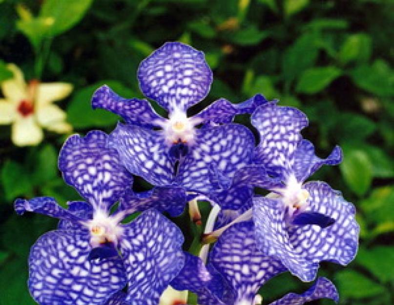Цвет ванда. Орхидея ванда: уход и выращивание. Выбор тары под орхидею Ванда