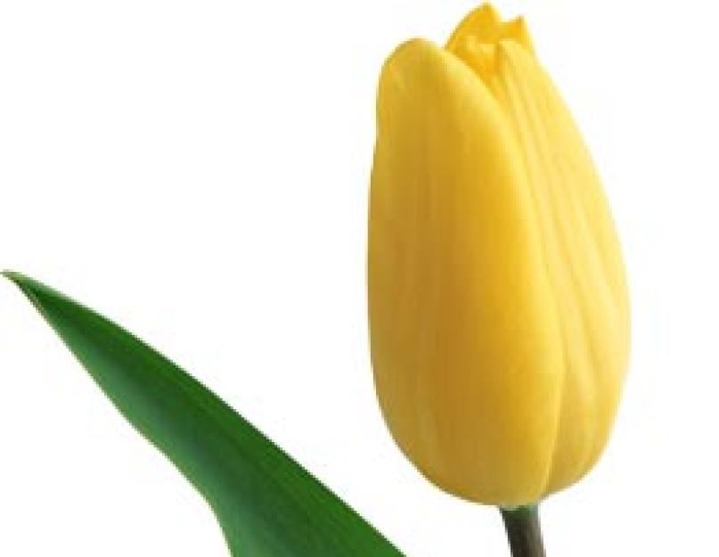 Является ли тюльпан травянистым растением. Тюльпан (Tulipa). Описание, виды и выращивание тюльпанов. Поколения луковицы тюльпана