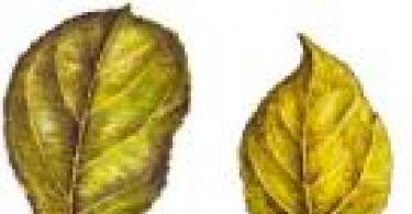 Болезни малины: фото и их лечение Почему у малины стали листья светлые