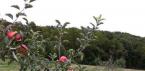 Карликовые деревья для сада (38 фото): особенности Карликовые фруктовые деревья